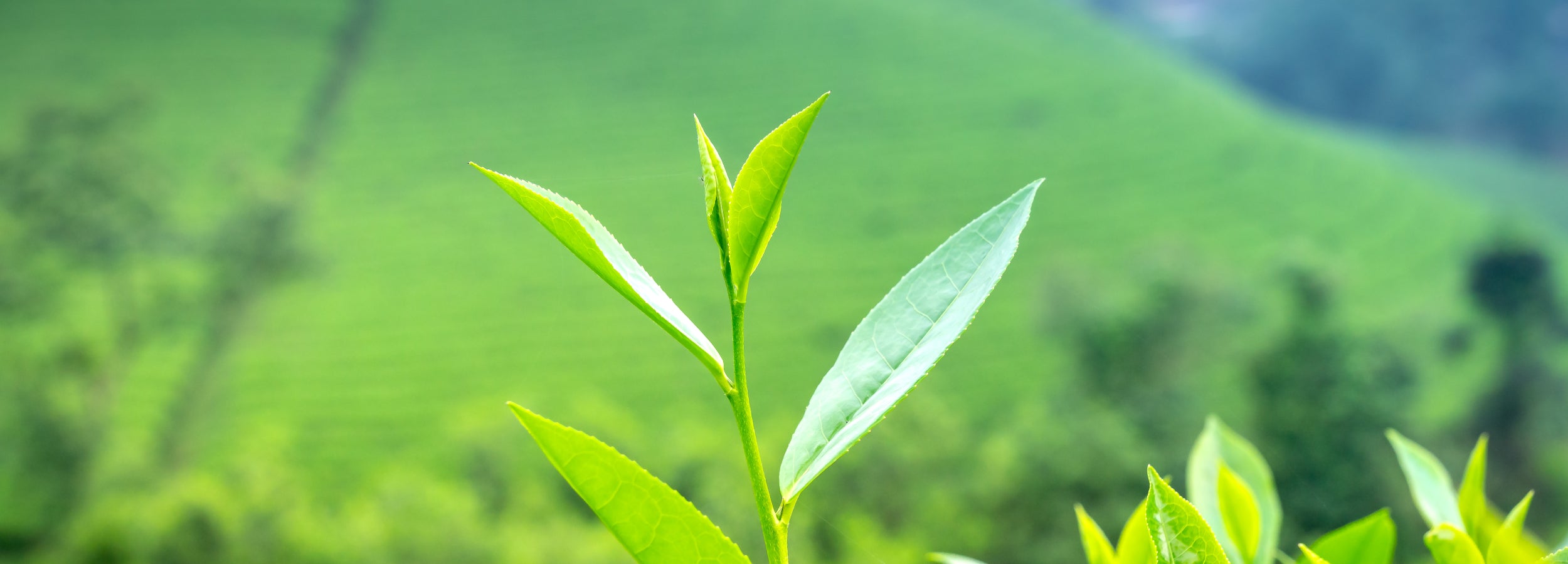 A close up of a tea plant stem in the foreground, with the tea estate hillside blurred in the background.