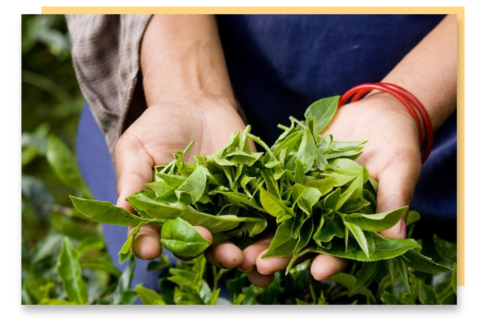 Hands holding freshly plucked tea leaves.